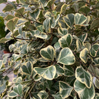 Ficus triangularis 'Sweetheart' variegata