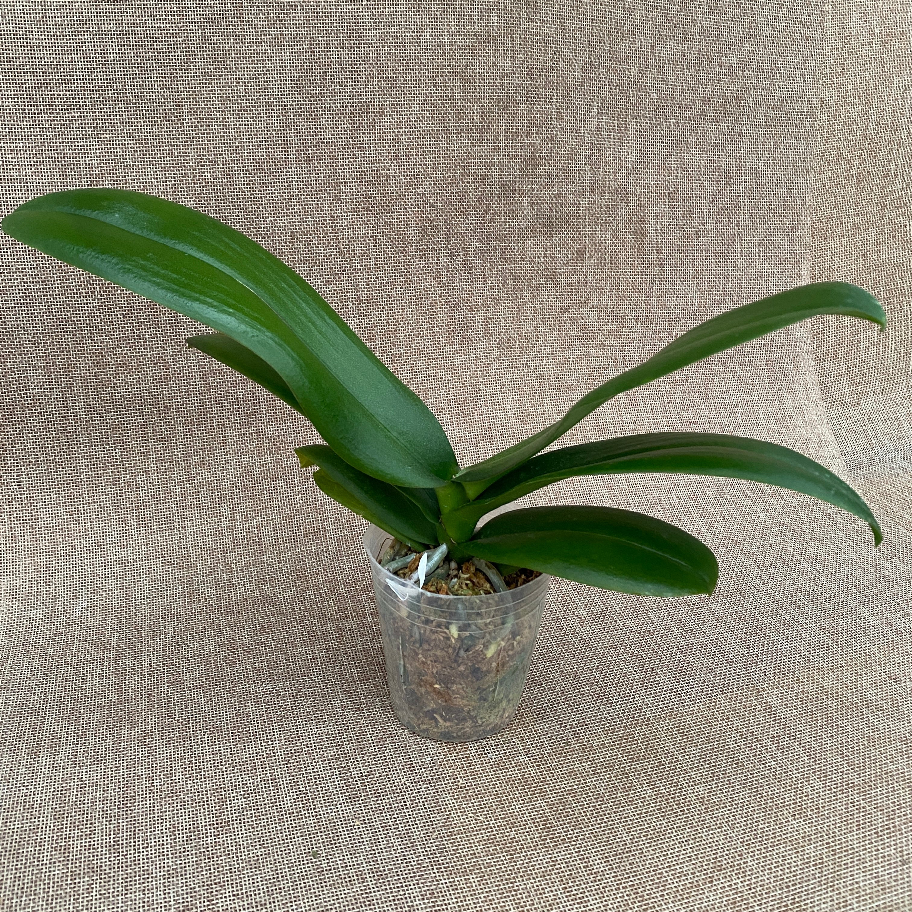 Phalaenopsis Gan Lin Pearl