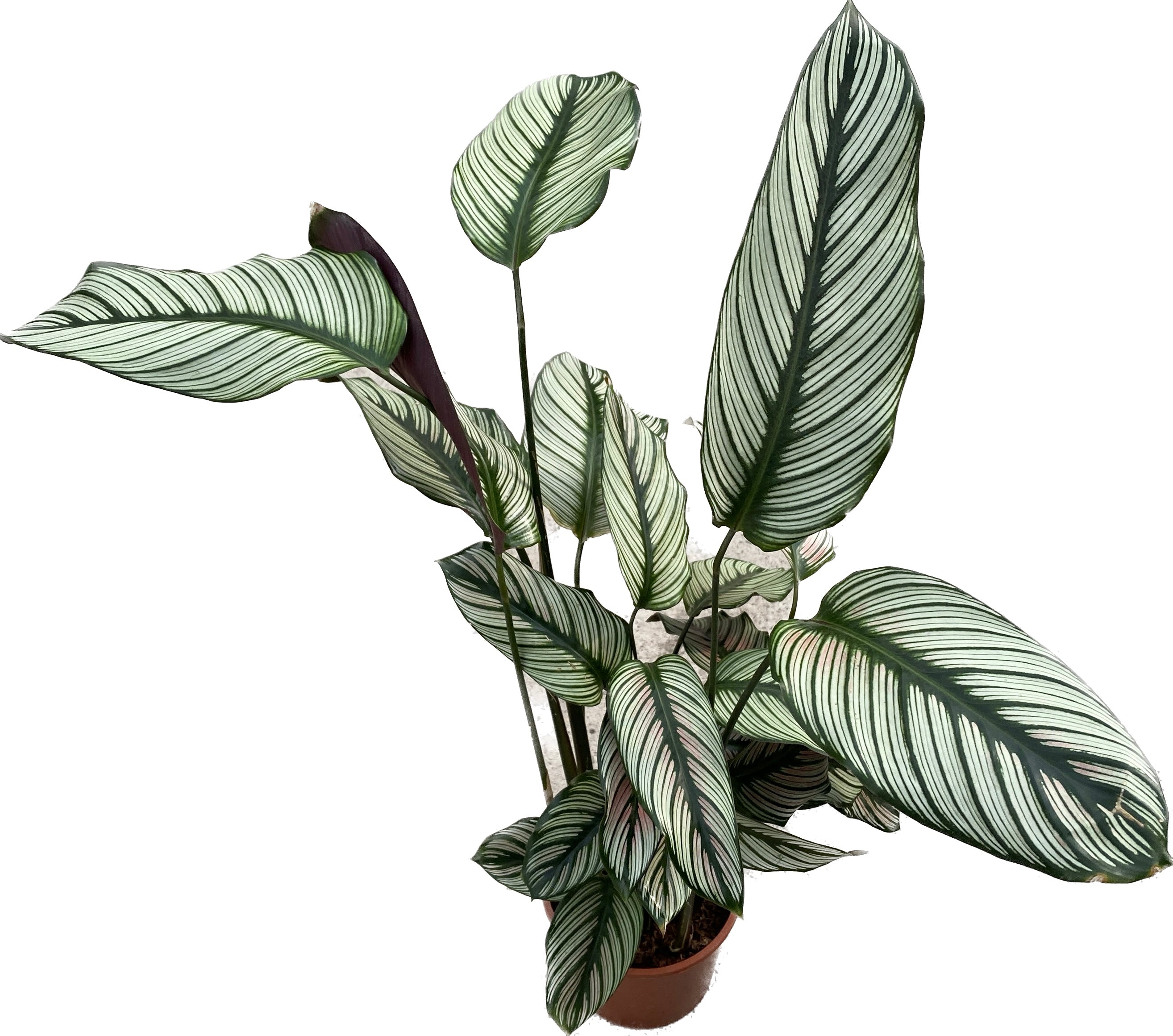 Calathea majestica Whitestar D14