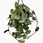 Scindapsus pictus 'Silvery Ann' - XL primjerci