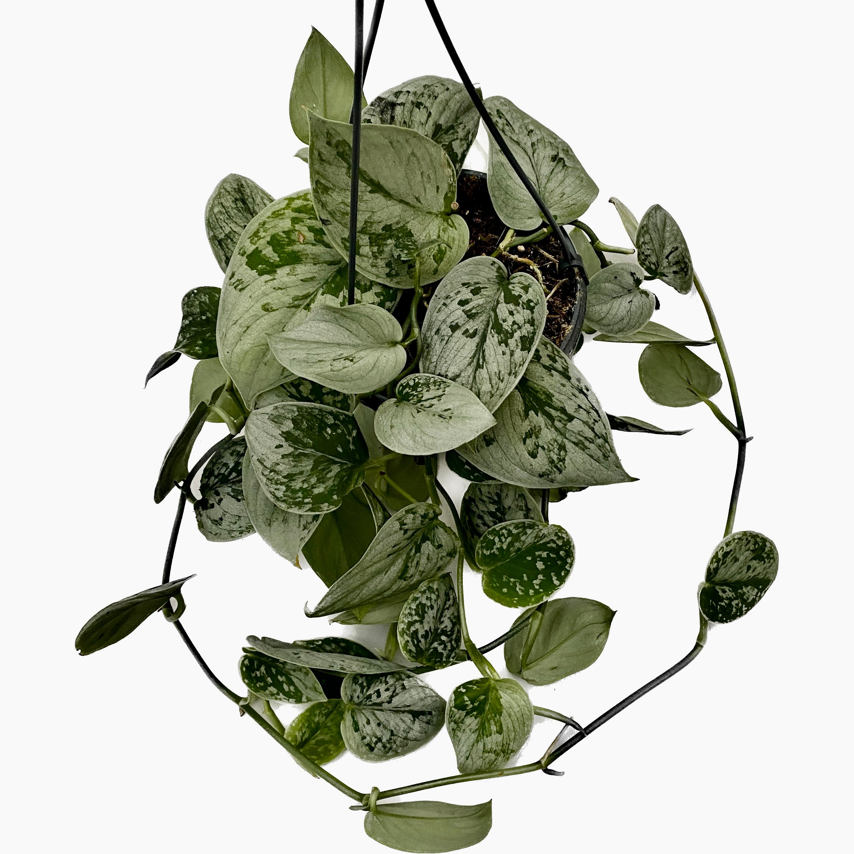 Scindapsus pictus 'Silvery Ann' - exemplare XL