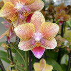 Phalaenopsis Aromio Spicy *voňavá