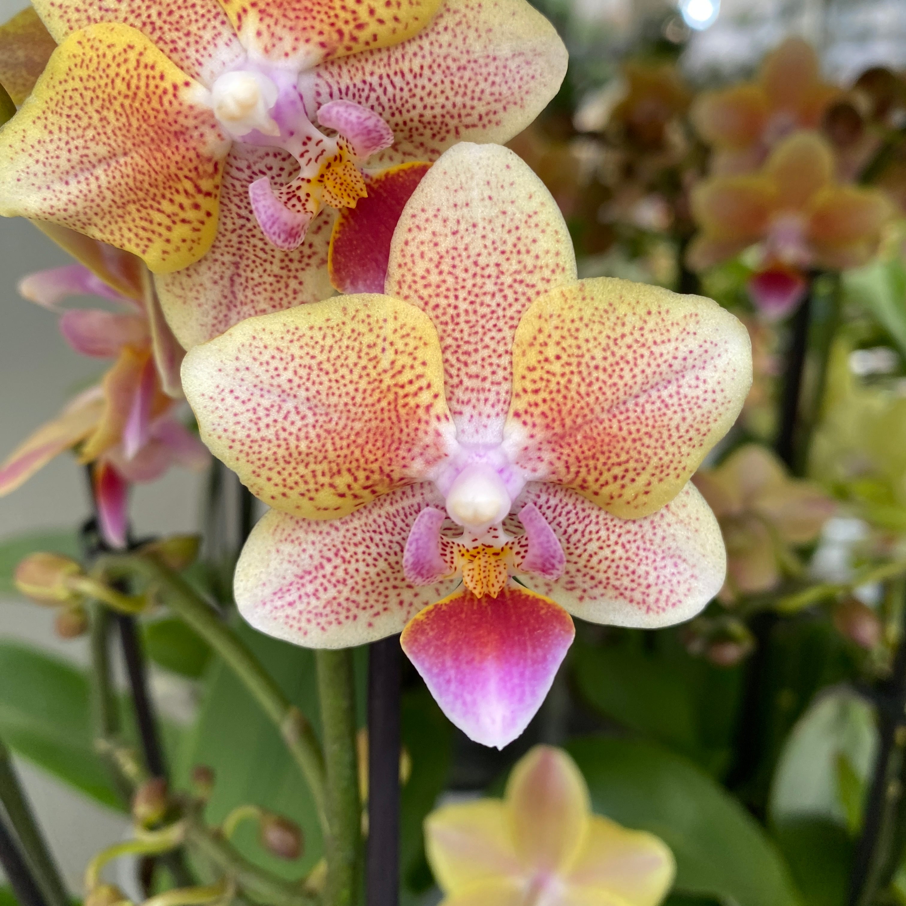 Phalaenopsis Aromio Spicy *duftend