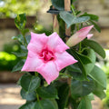 Sundaville® Cream Pink ‘Sunparapibra’ - Dipladenia cu flori duble crem-roz