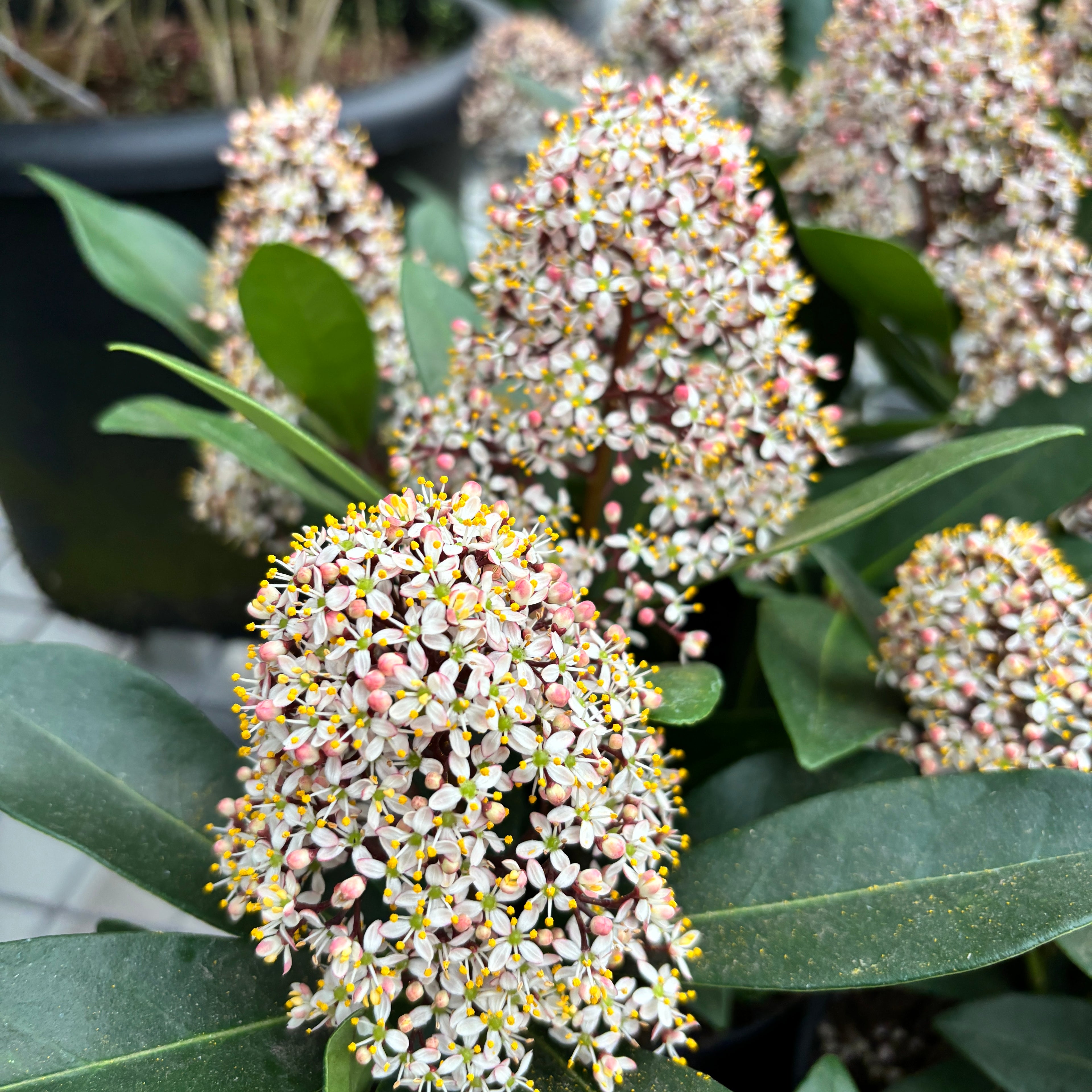 Skimmia Japonica Rubella (Liliacul japonez) 2 plante/ghiveci