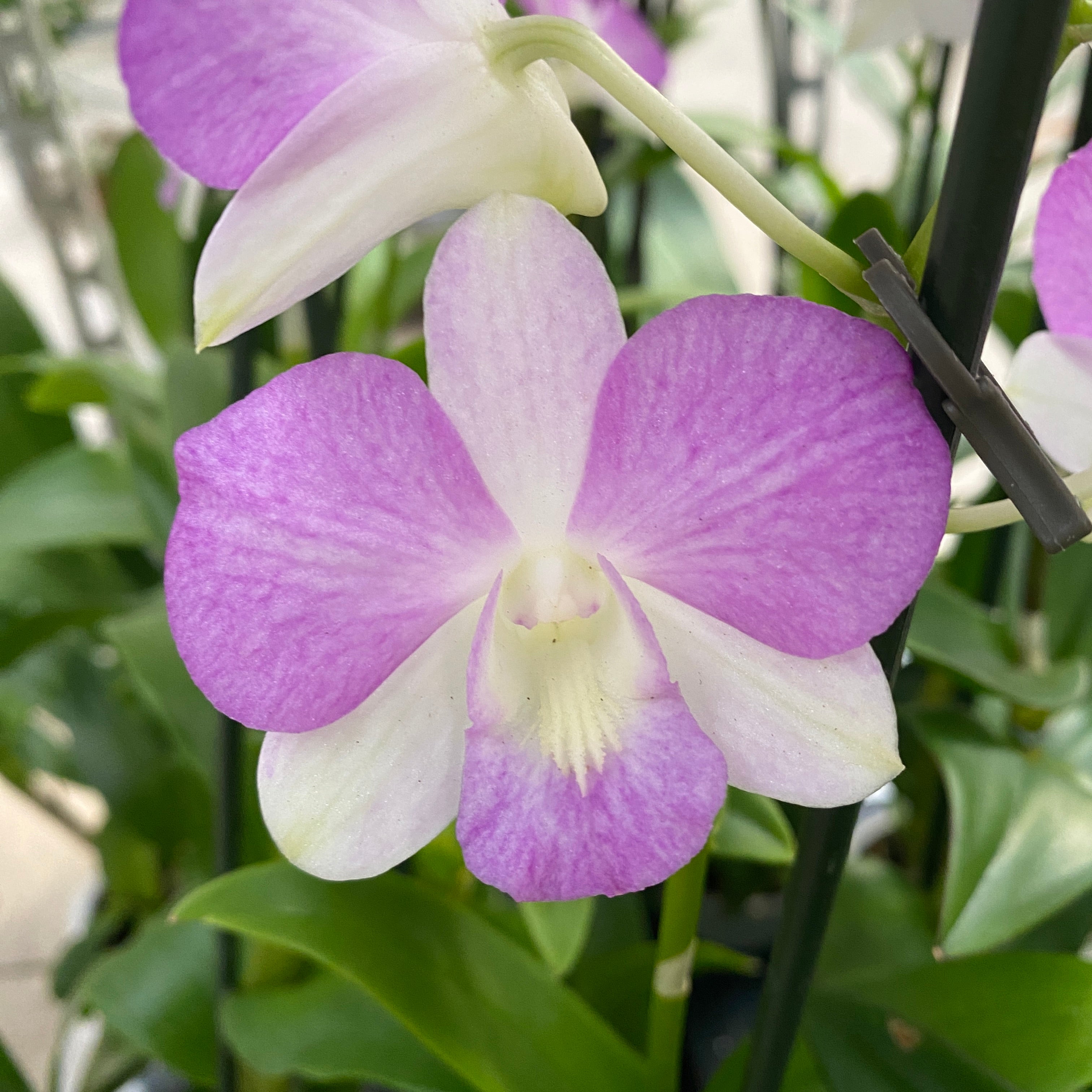 Dendrobium phalaenopsis Candy