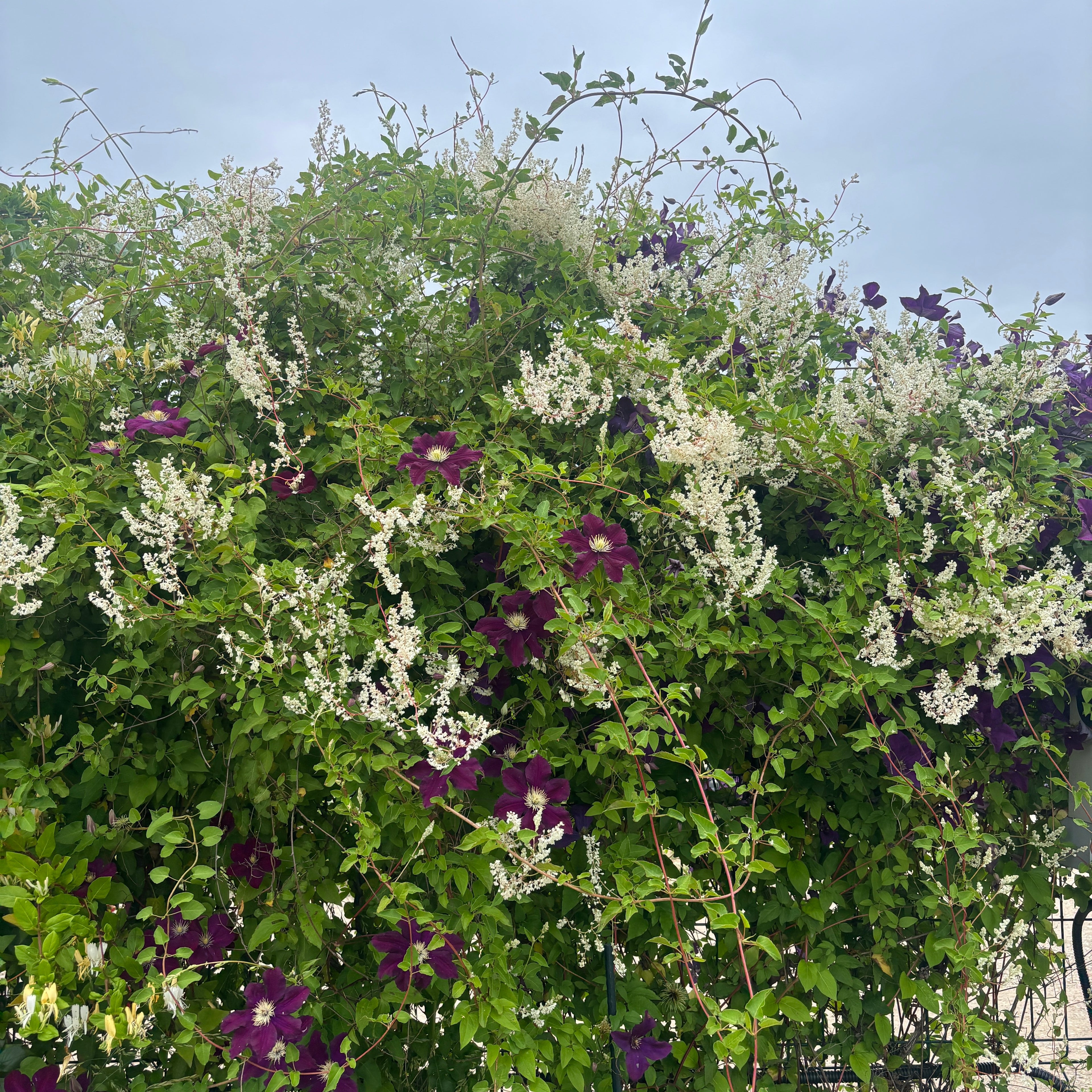 Fallopia aubertii (Polygonum aubertii) - enredadera de crecimiento rápido y floración abundante