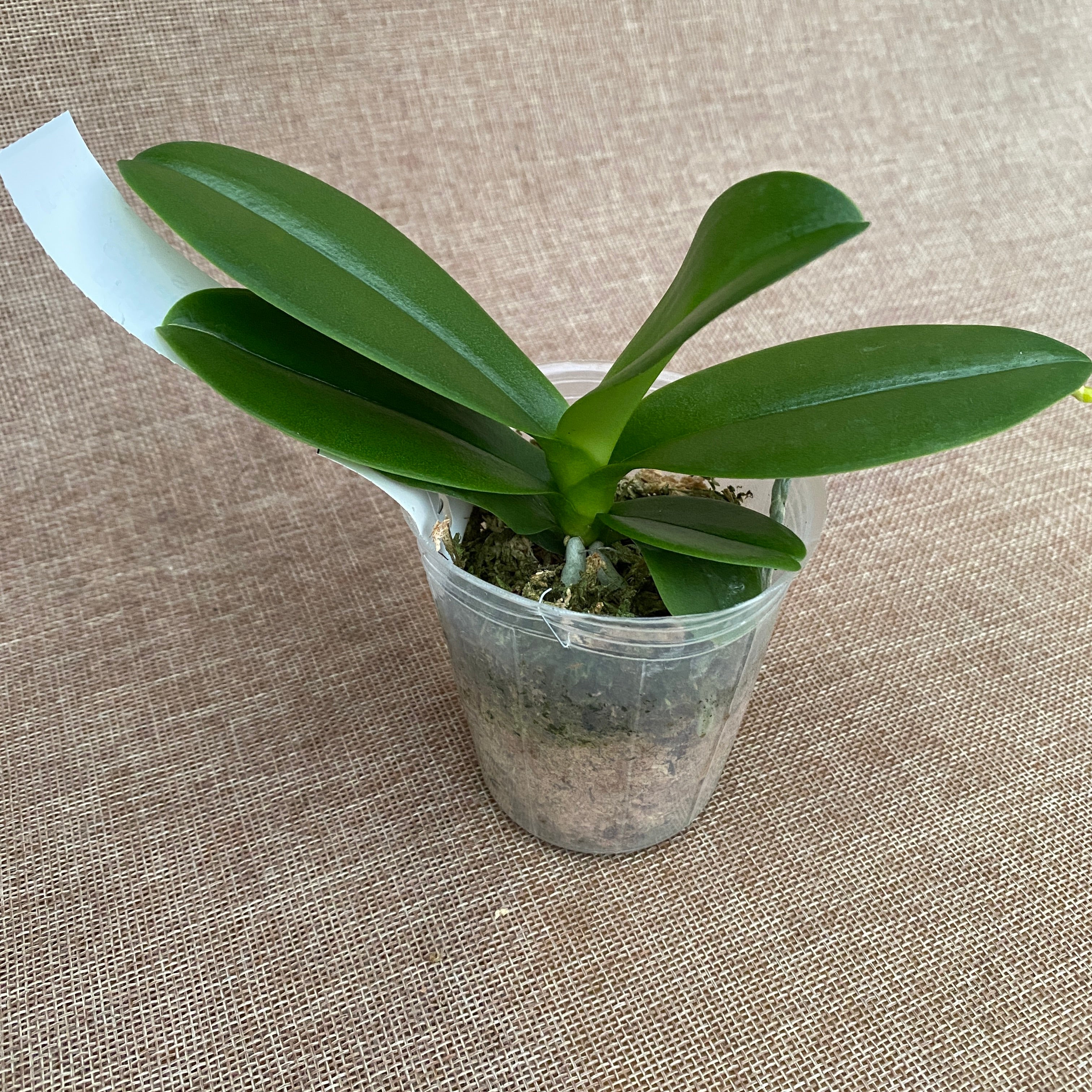 Phalaenopsis Sogo Yenlin 'Coffee' (peloric - butterfly)