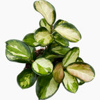 Hoya australis 'Lisa' - full pots - 3-4 plante/ghiveci