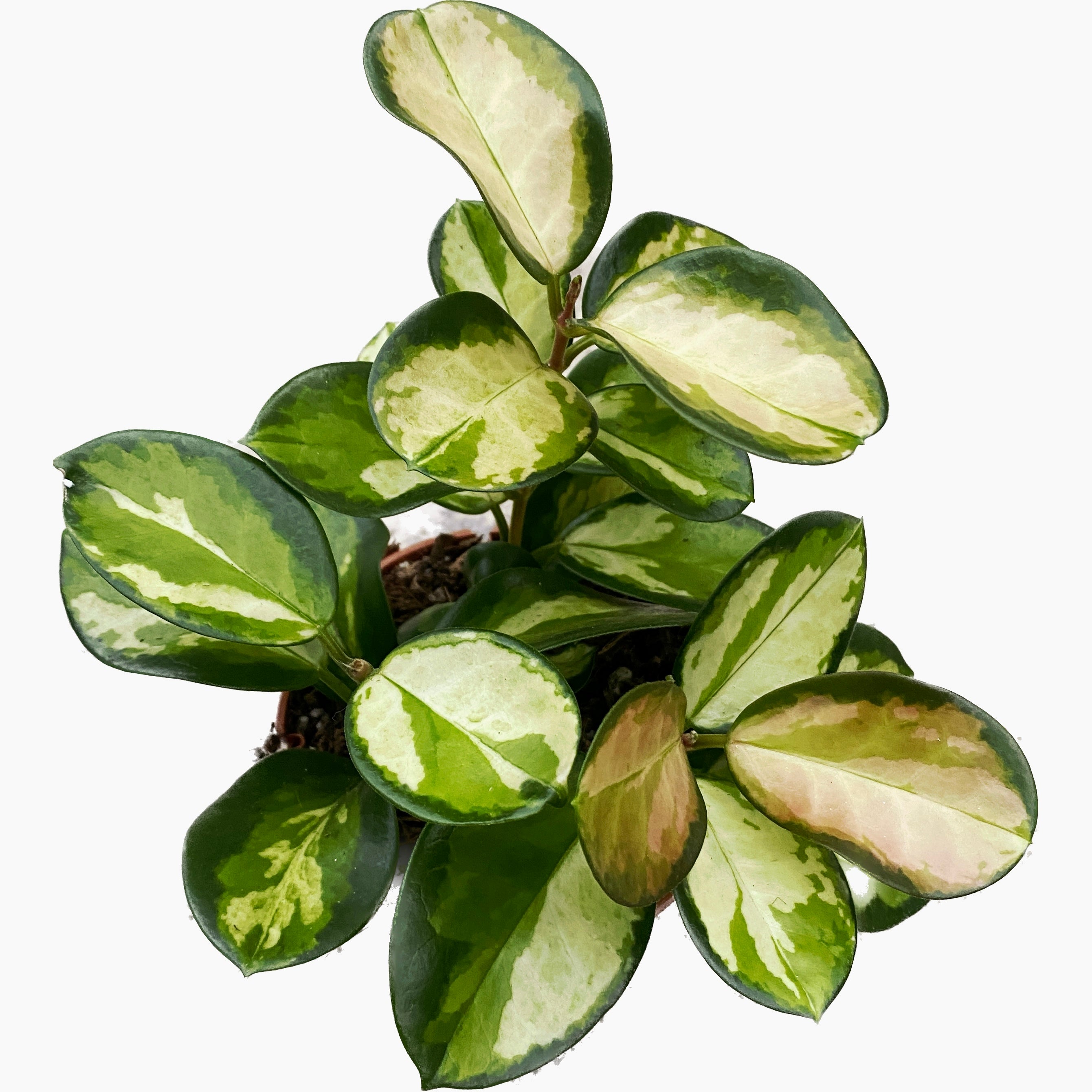 Hoya australis 'Lisa' - full pots - 3-4 plante/ghiveci