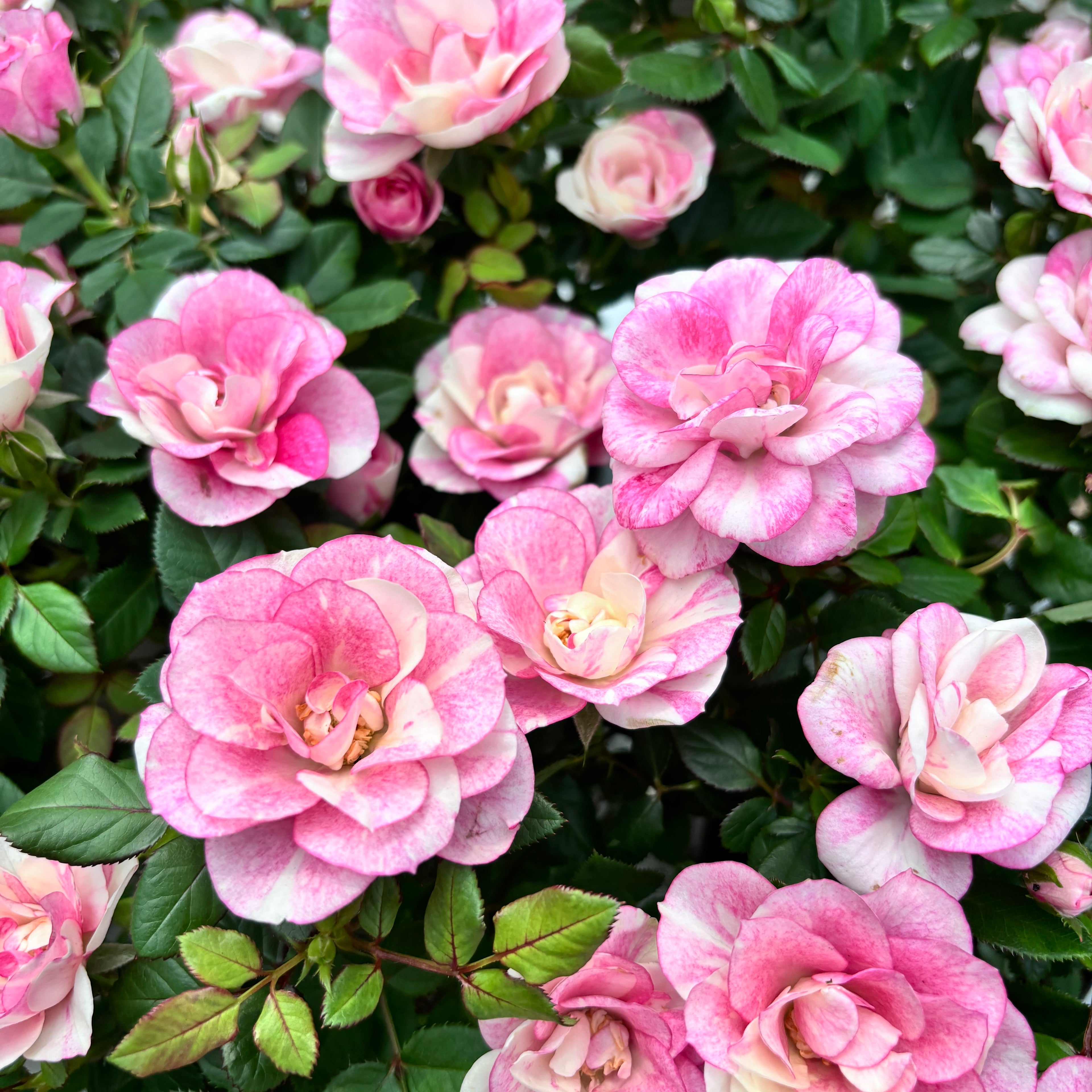 Trandafiri pitici parfumati Rosa ‘Vieve’ (alb-roz bicolor)