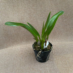 Rlc. Nakornchaisri Red 'Red Papaya'