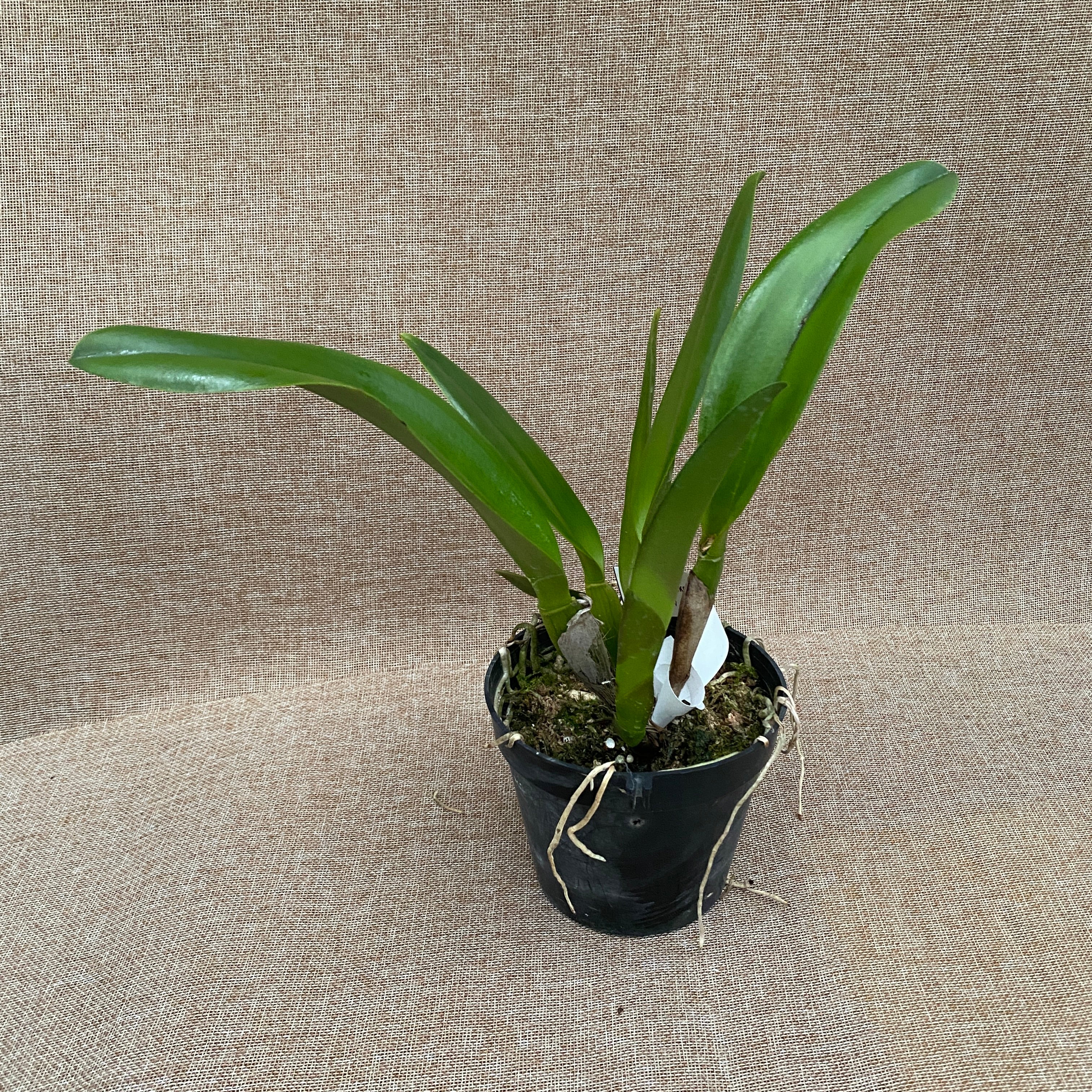 Rlc. Nakornchaisri Red 'Red Papaya'