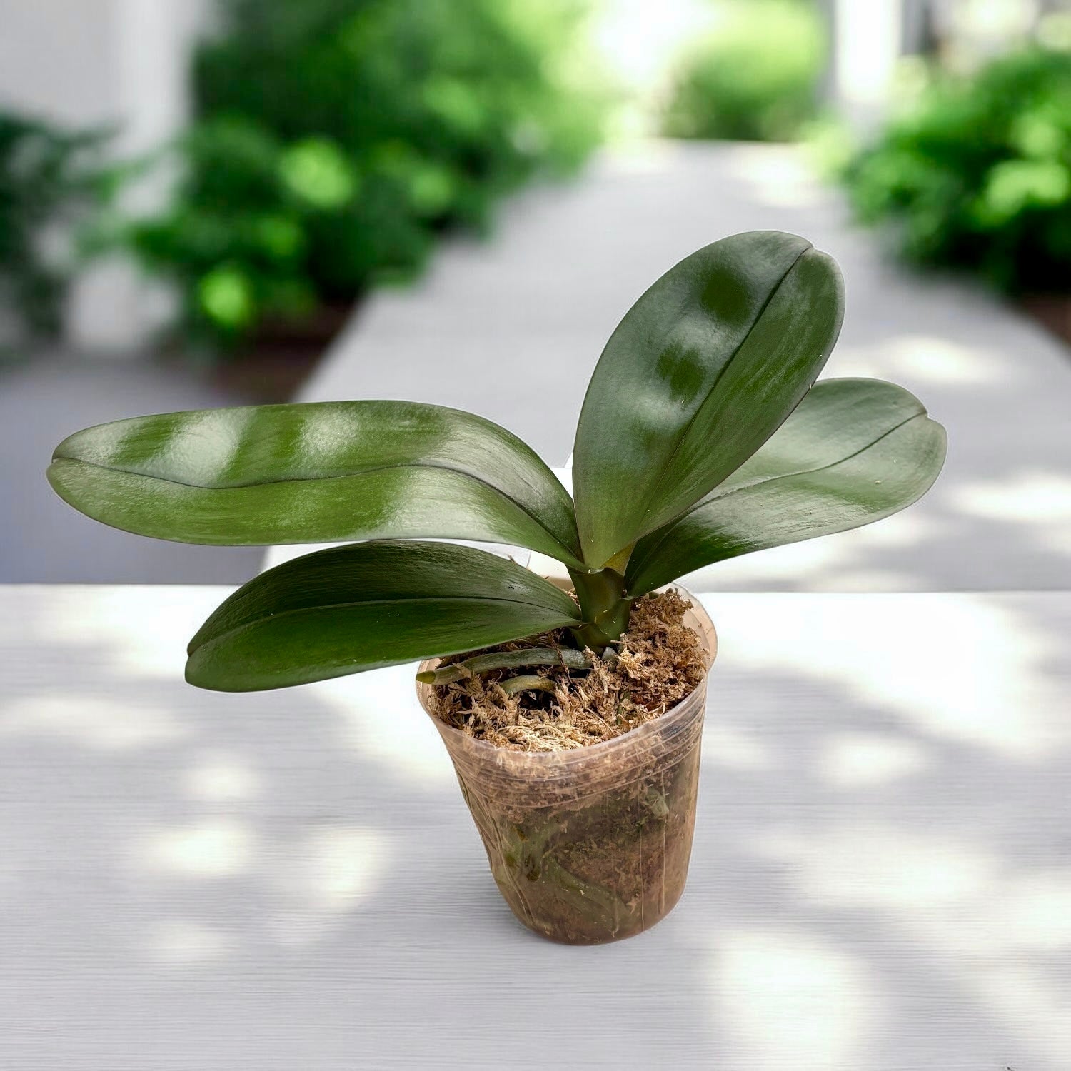 Phal. Hsinying Little Knight 'Voodoo' × (Tetrasambo × Yaphon Sir)