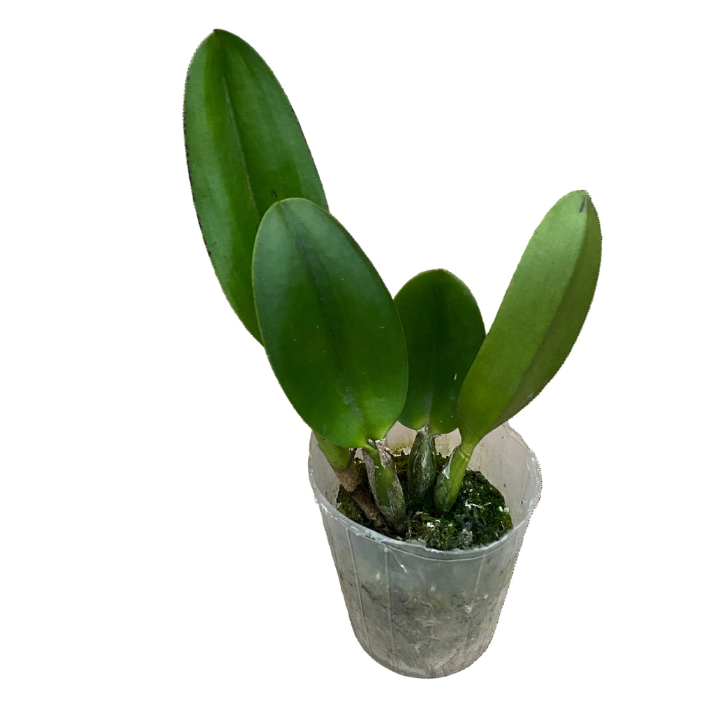 Rth. Smiley Kiss 'Wilson' voňavá