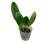 Rth. Smiley Kiss 'Wilson' parfumata