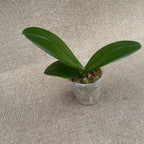 Phalaenopsis Taiwan Leopard (peloric)