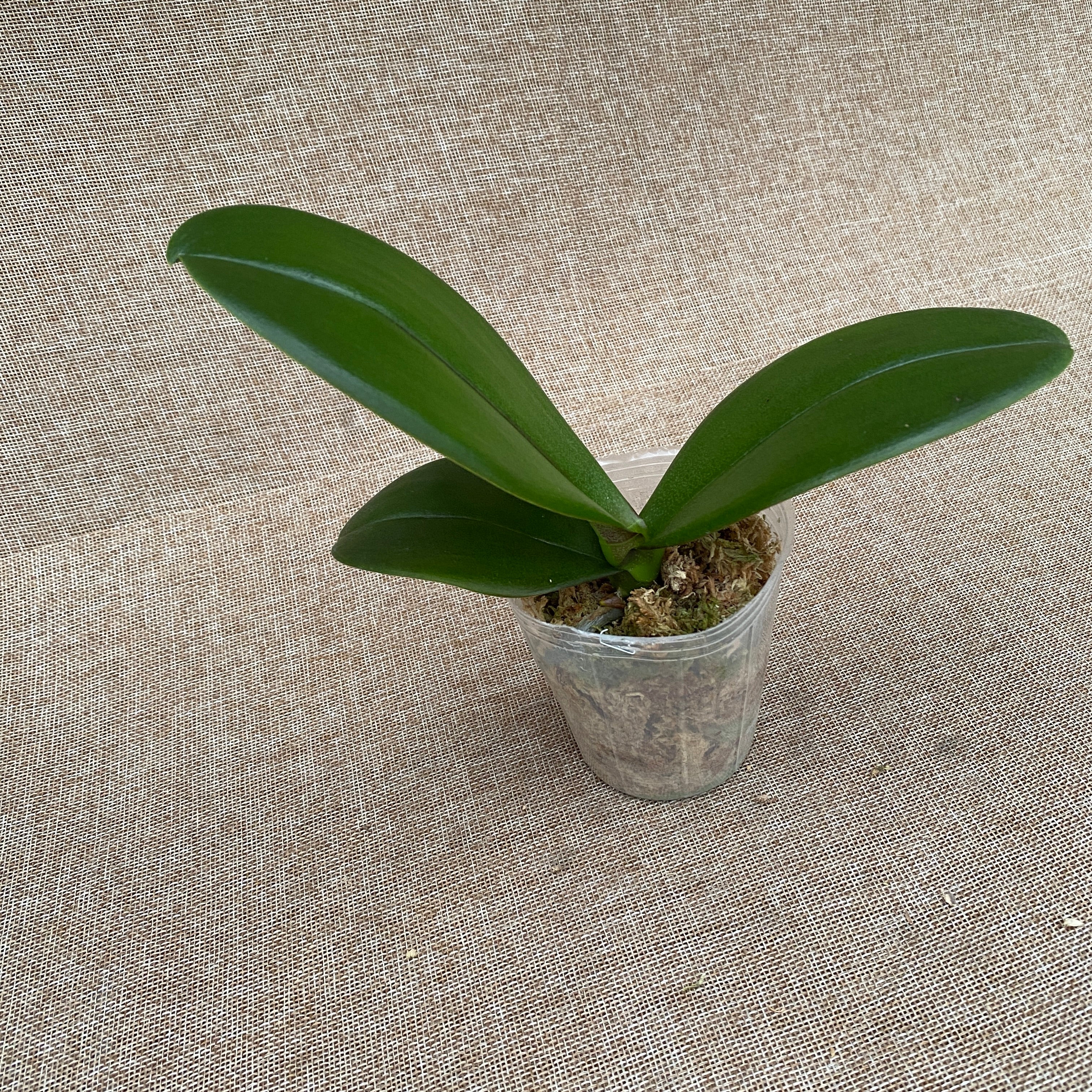 Phalaenopsis Taiwan Leopard (peloric)