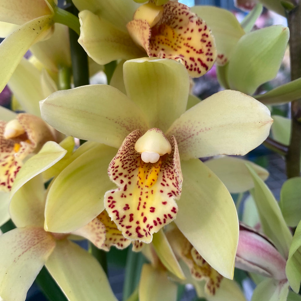 Cymbidium Emika