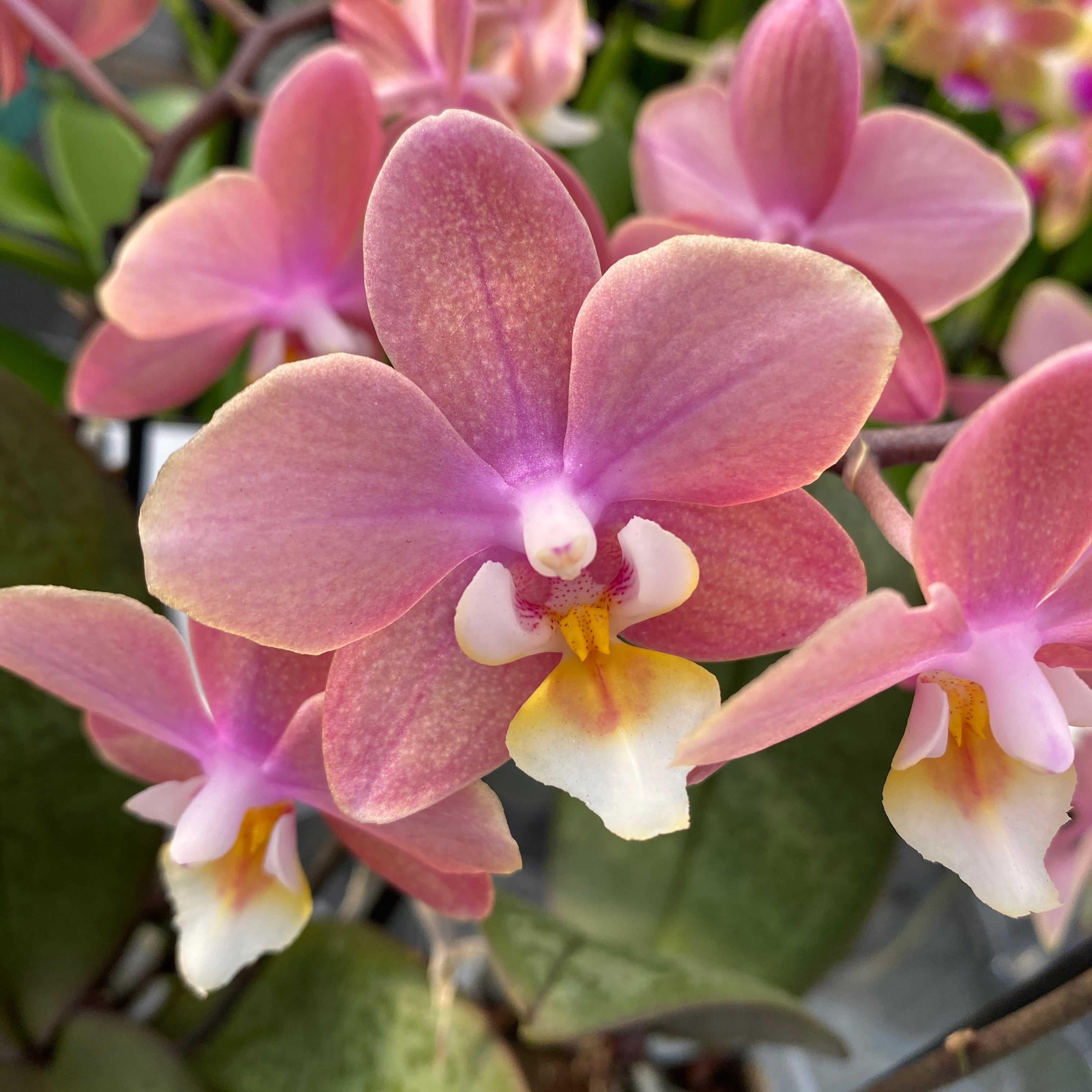 Phalaenopsis Melion - fleurs intensément parfumées (Collection Parfum)