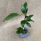 Hoya erythrostemma 'ut 048'