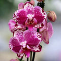 Phalaenopsis Molly