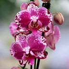 Phalaenopsis Molly