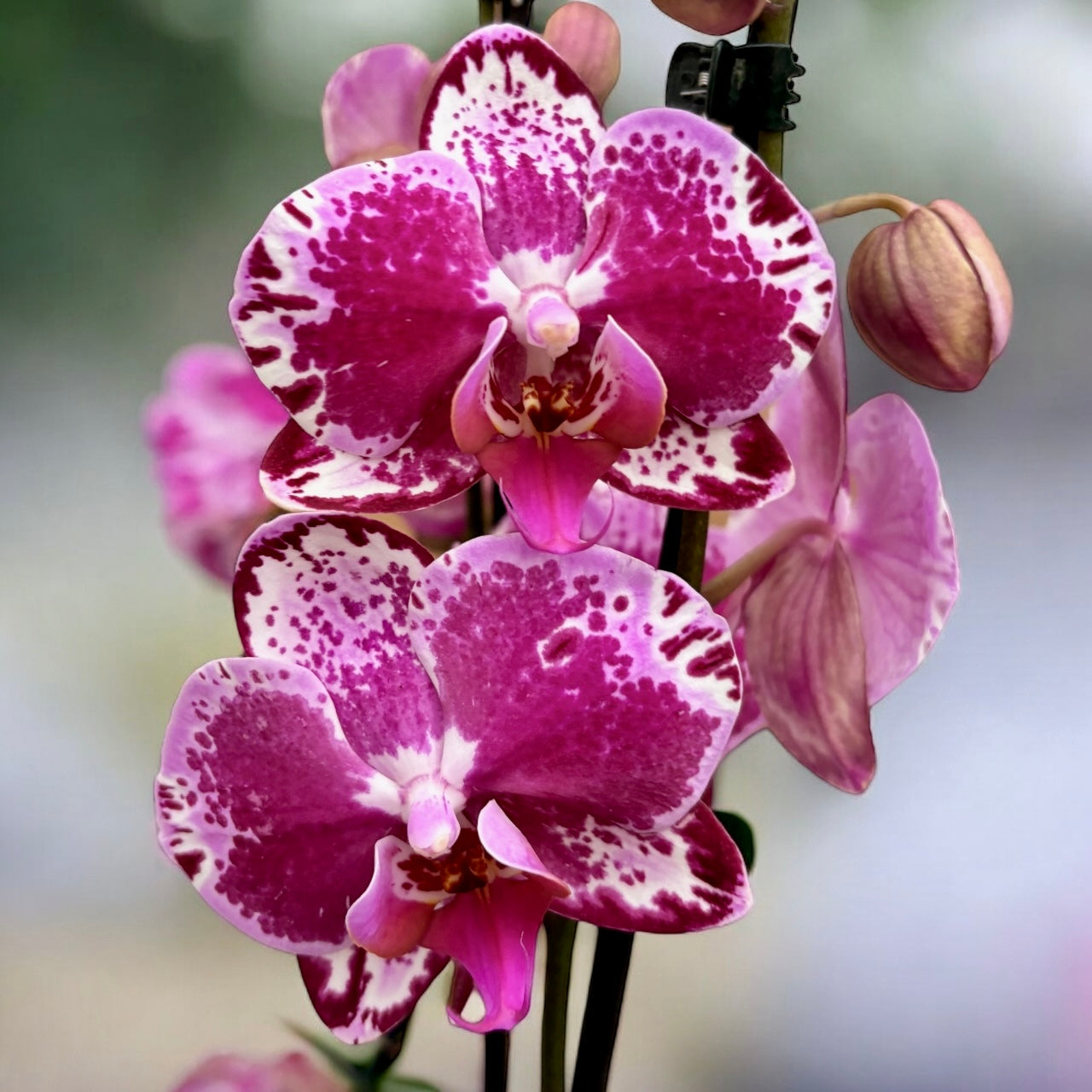 Phalaenopsis Molly