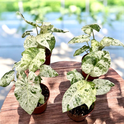 Alocasia macrorrhiza 'Splash' (Variegata) – Secret Garden Plant Shop