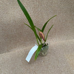 Bc. Golden Glory 'Apollo' SM/TOGA parfumata