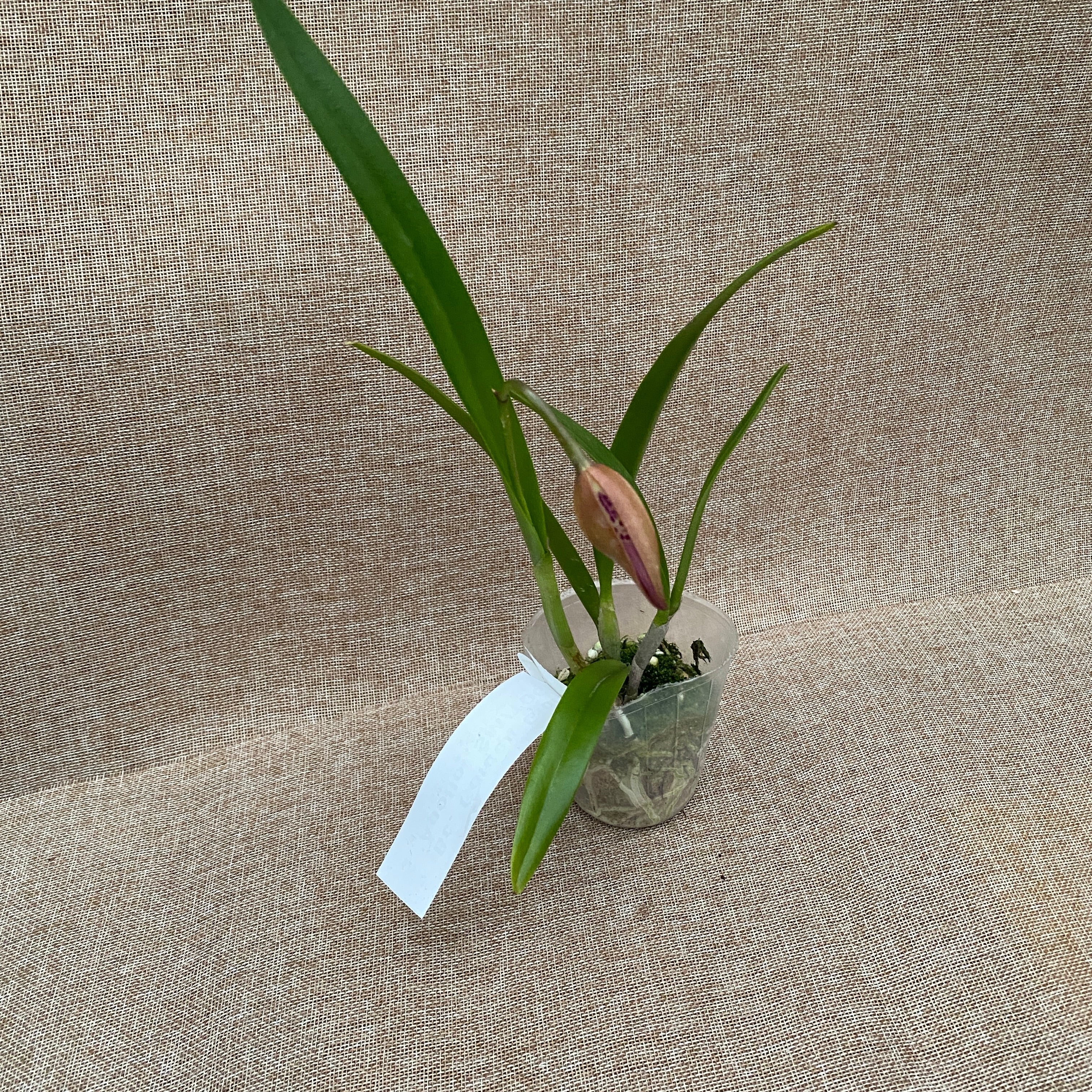 Bc. Golden Glory 'Apollo' SM/TOGA parfumata