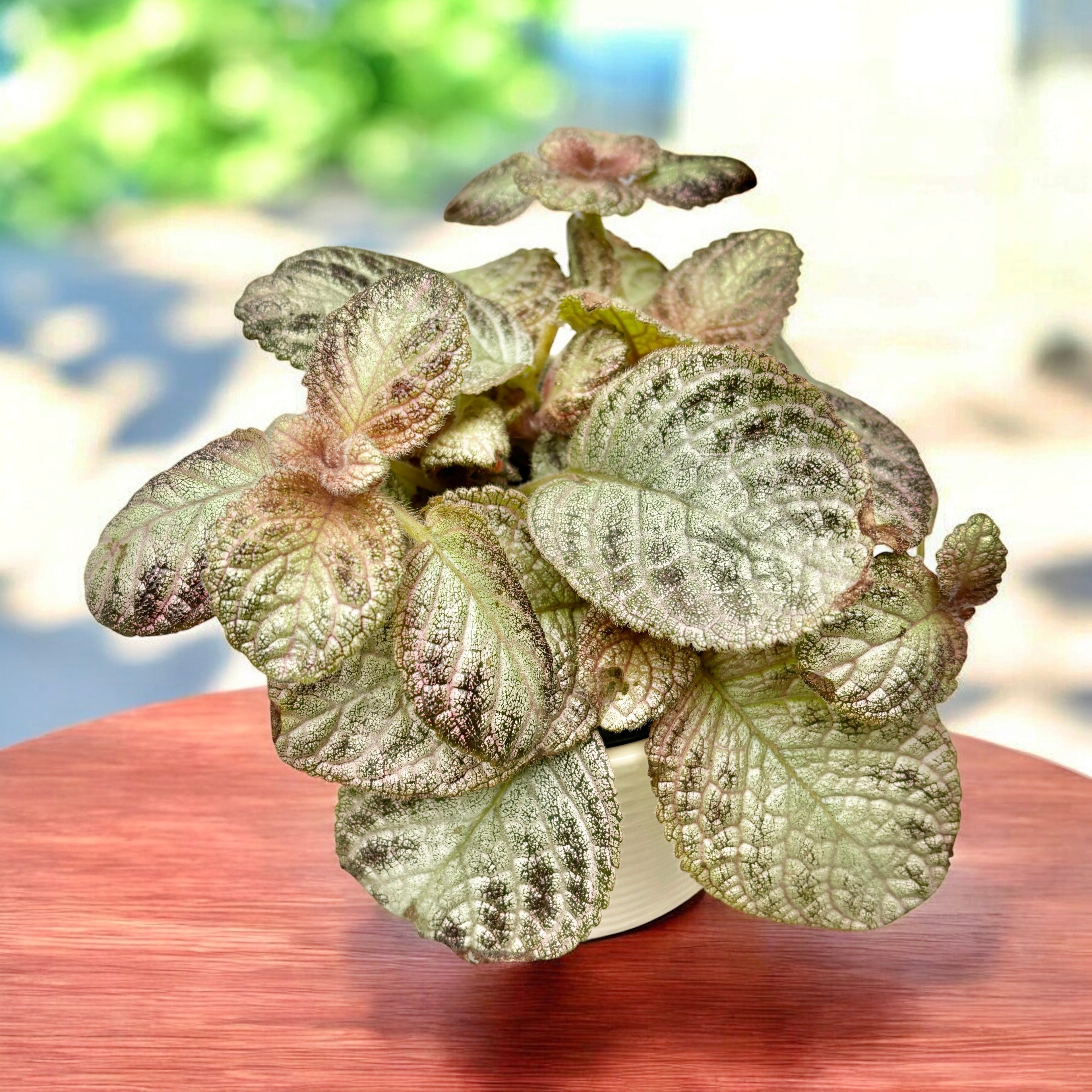 Episcia cupreata 'Tierra Plata'
