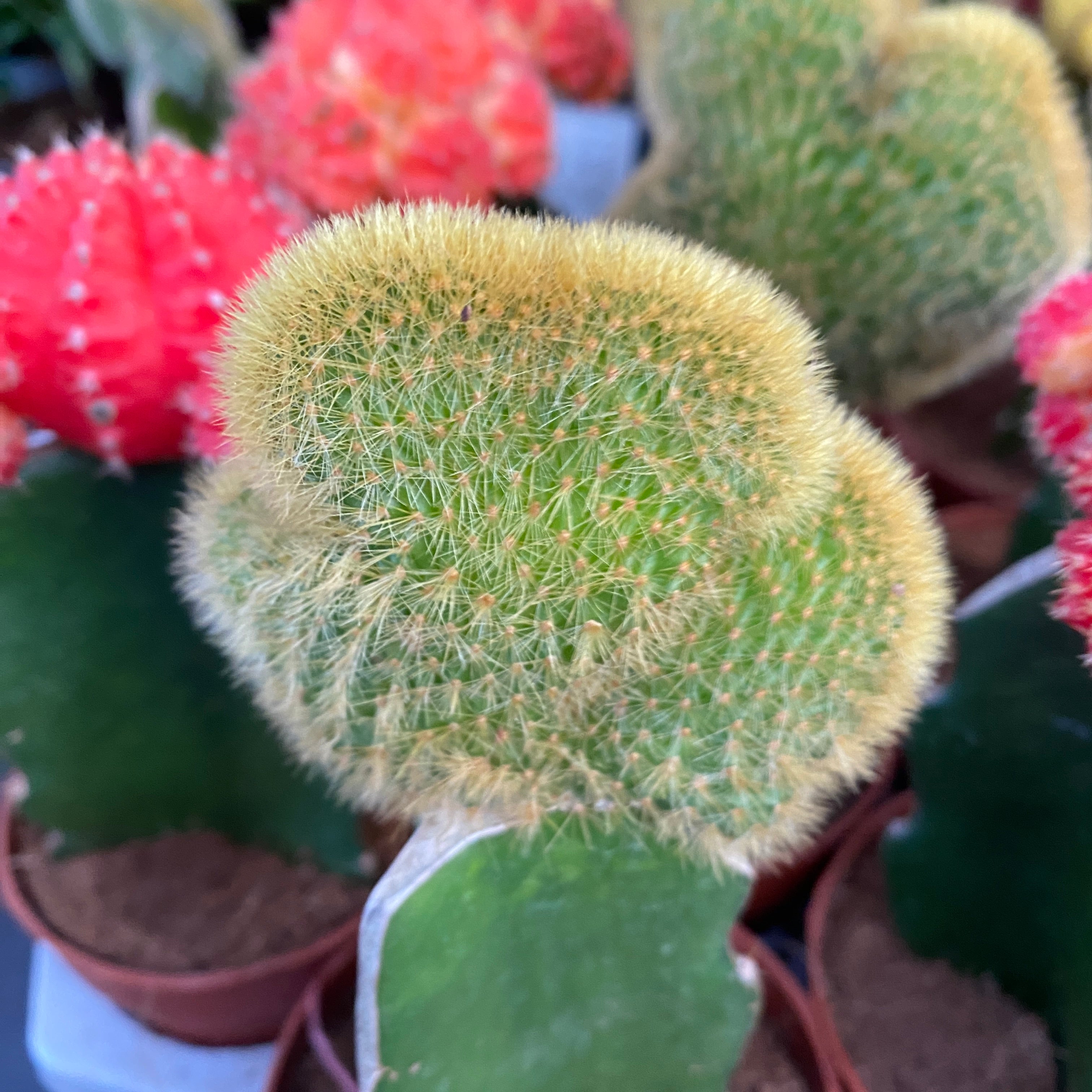 Gymnocalycium mix - Cactusi altoiti colorati (Gymnocalycium mihanovichii Japan)