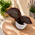 Anoectochilus chapaensis 'Golden Jewel' (Jewel Orchid)
