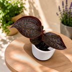 Anoectochilus chapaensis 'Golden Jewel' (Jewel Orchid)