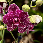 Phalaenopsis Lioulin Divoká Kočka