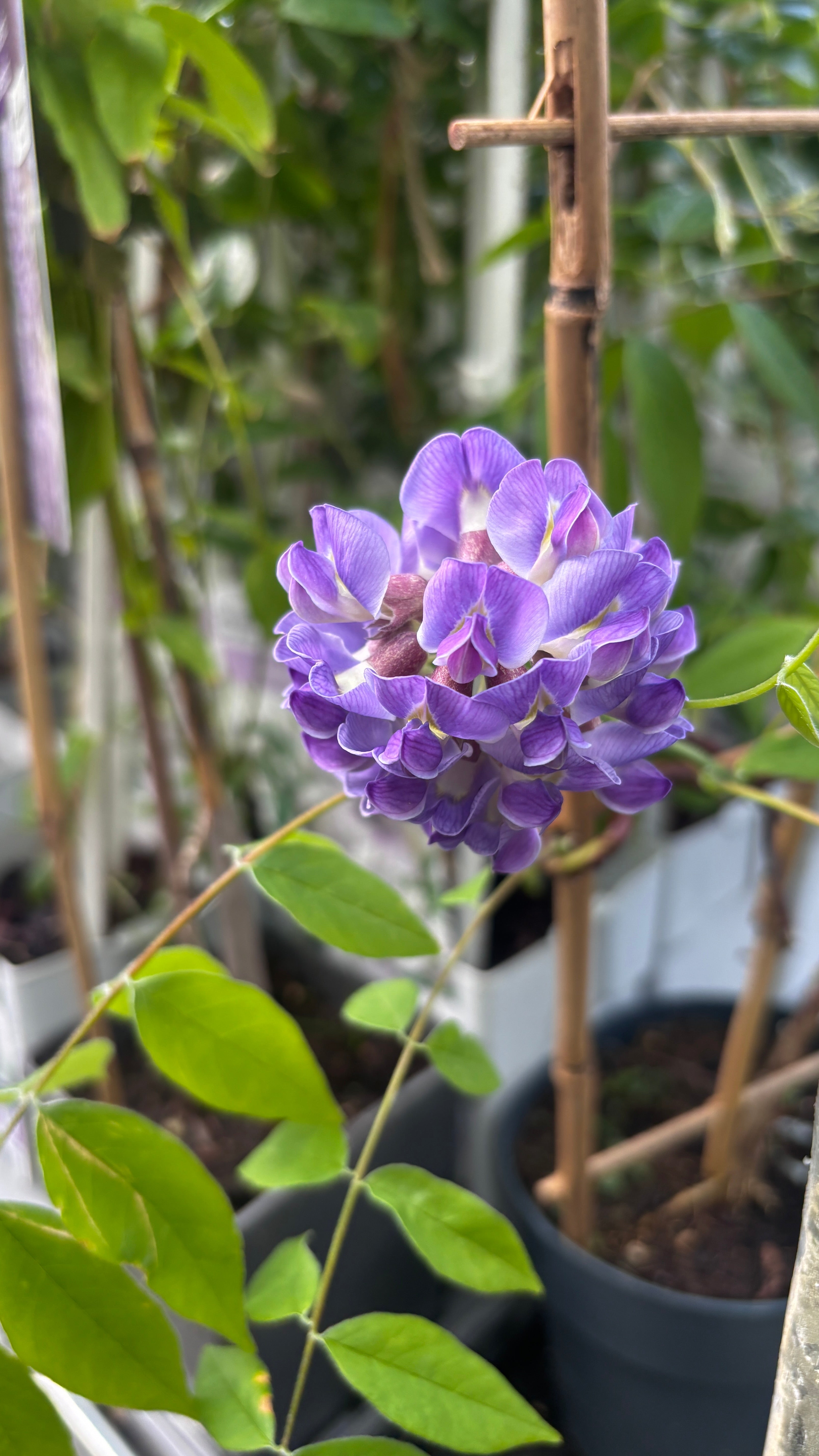Glicine a fioritura precoce - Wisteria frutescens 'Amethyst Falls'