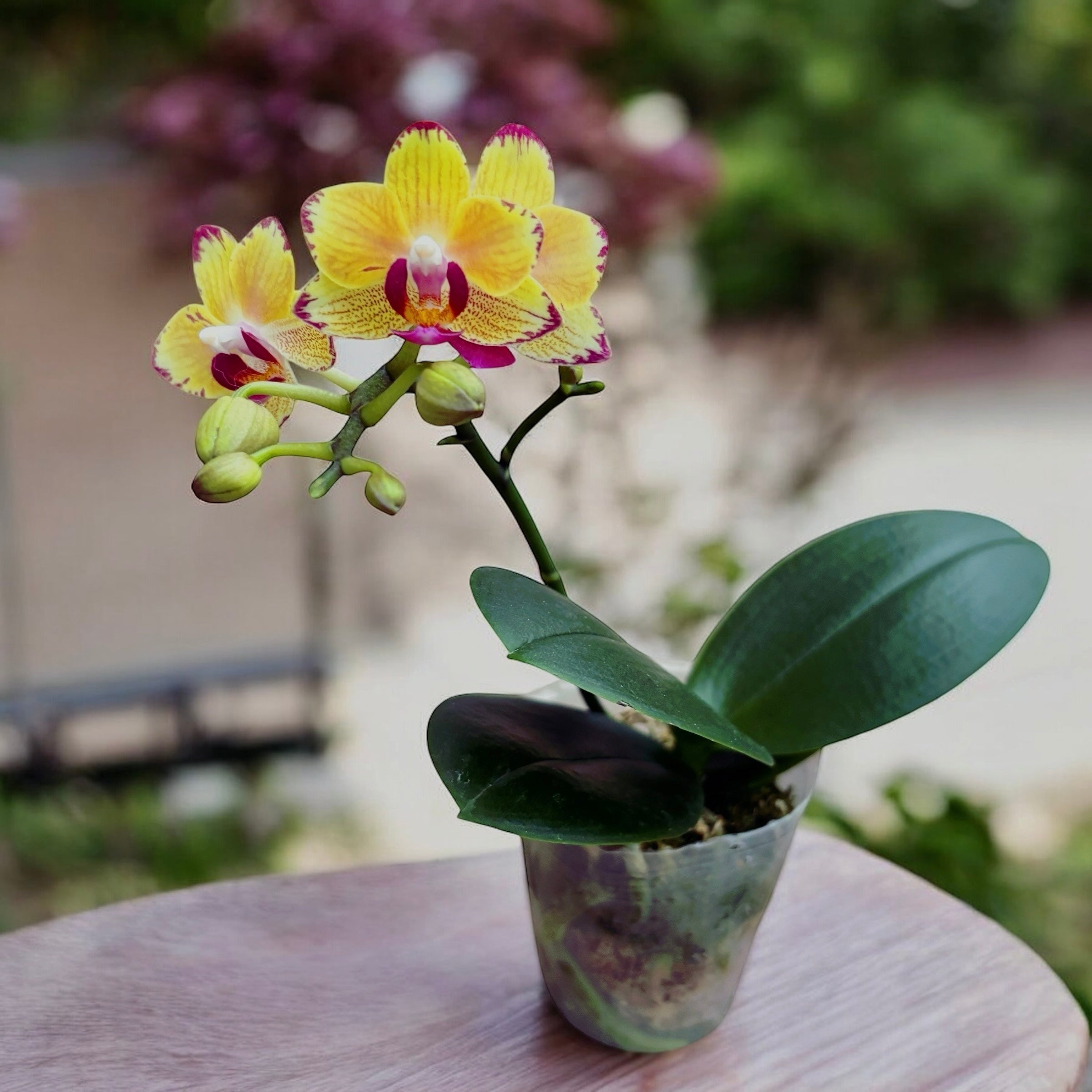 Phalaenopsis Chang Chih Gold × Lioulin Little Berry