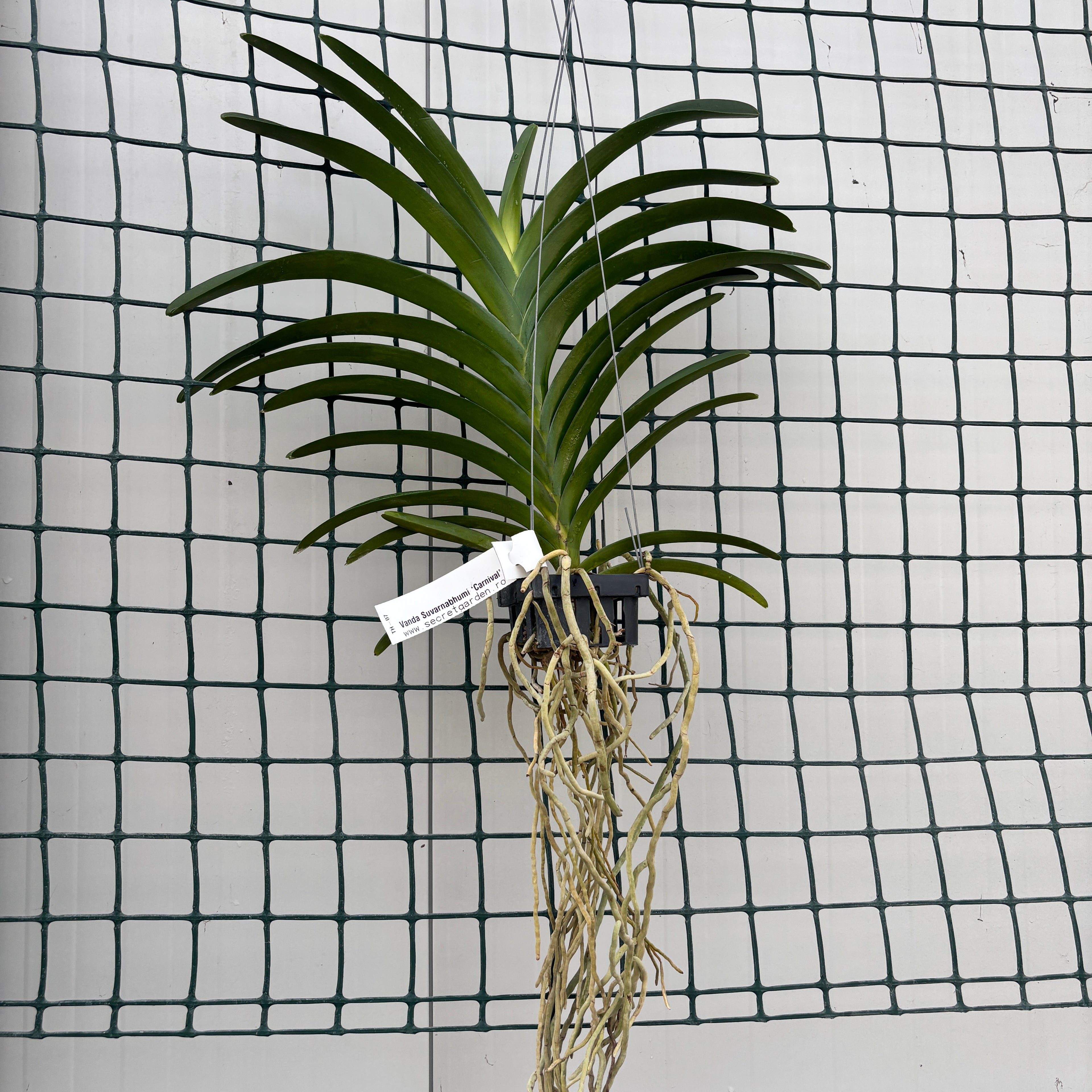 Vanda Suvarnabhumi 'Carnival'