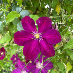 Clematite - Clematis 'Rouge Cardinal' (Skupina poznih velikocvetnih)