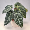 Anthurium crystallinum D12 - kehittyneet yksilöt
