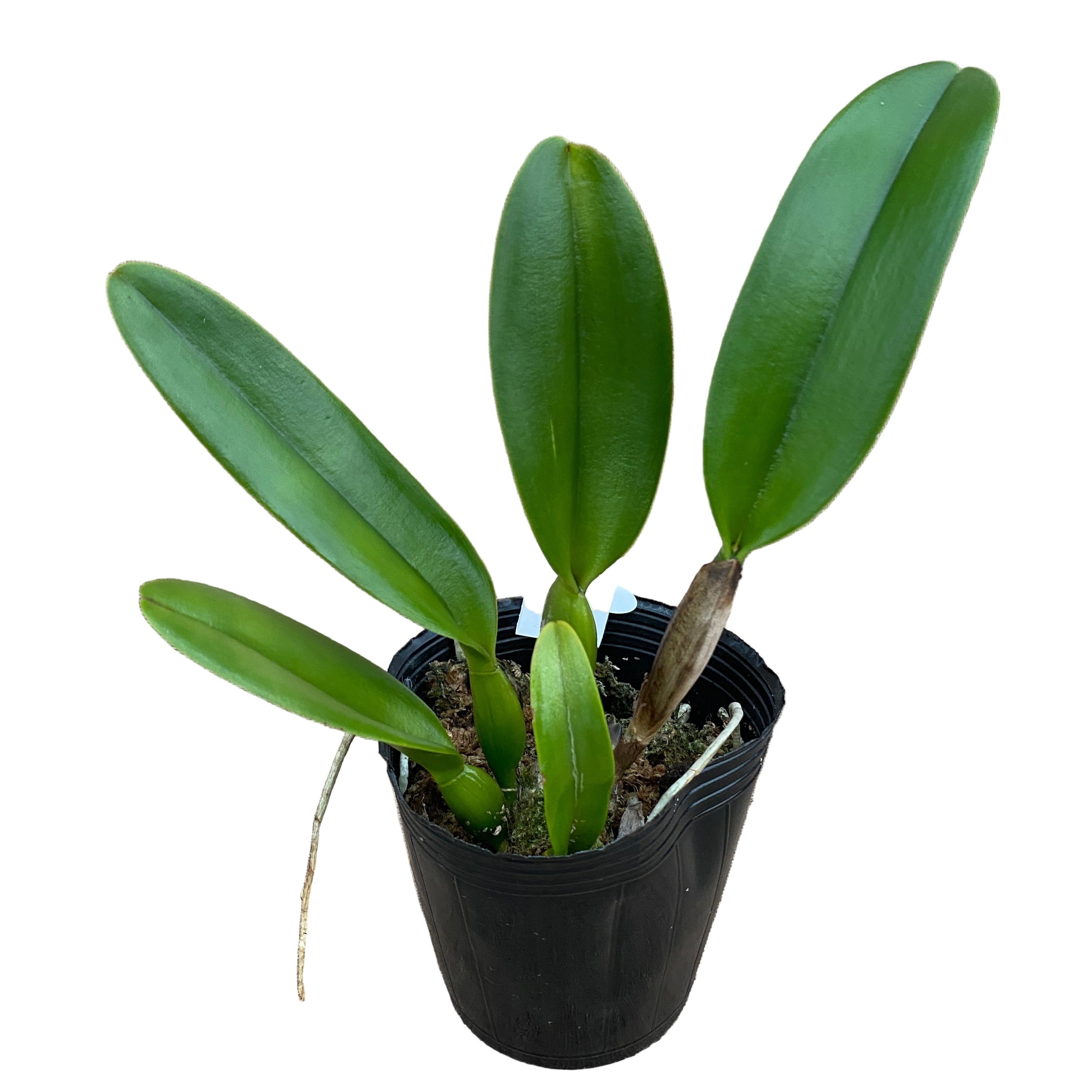 Rlc. NP Gold 'Monkey Butt'