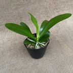 Phalaenopsis bastianii 'Red' - flori parfumate