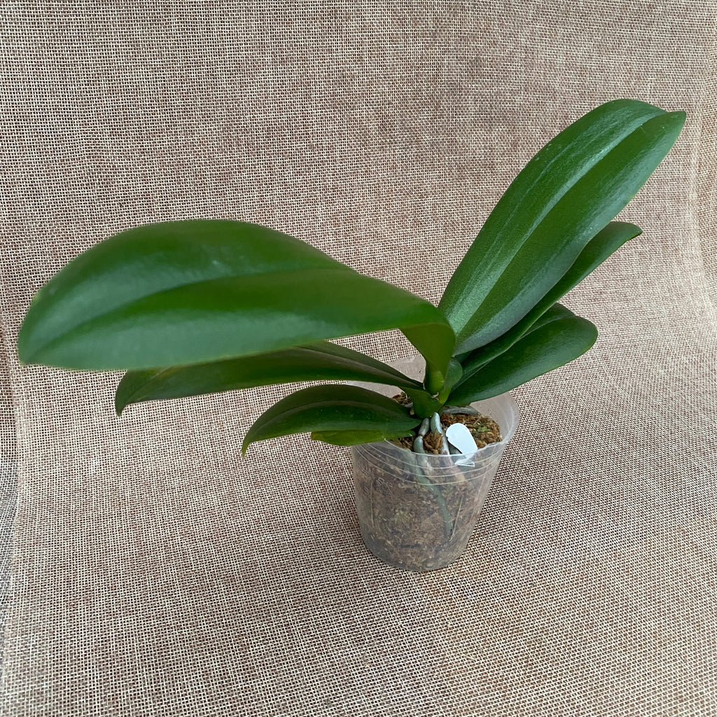 Phalaenopsis Gan Lin Pearl