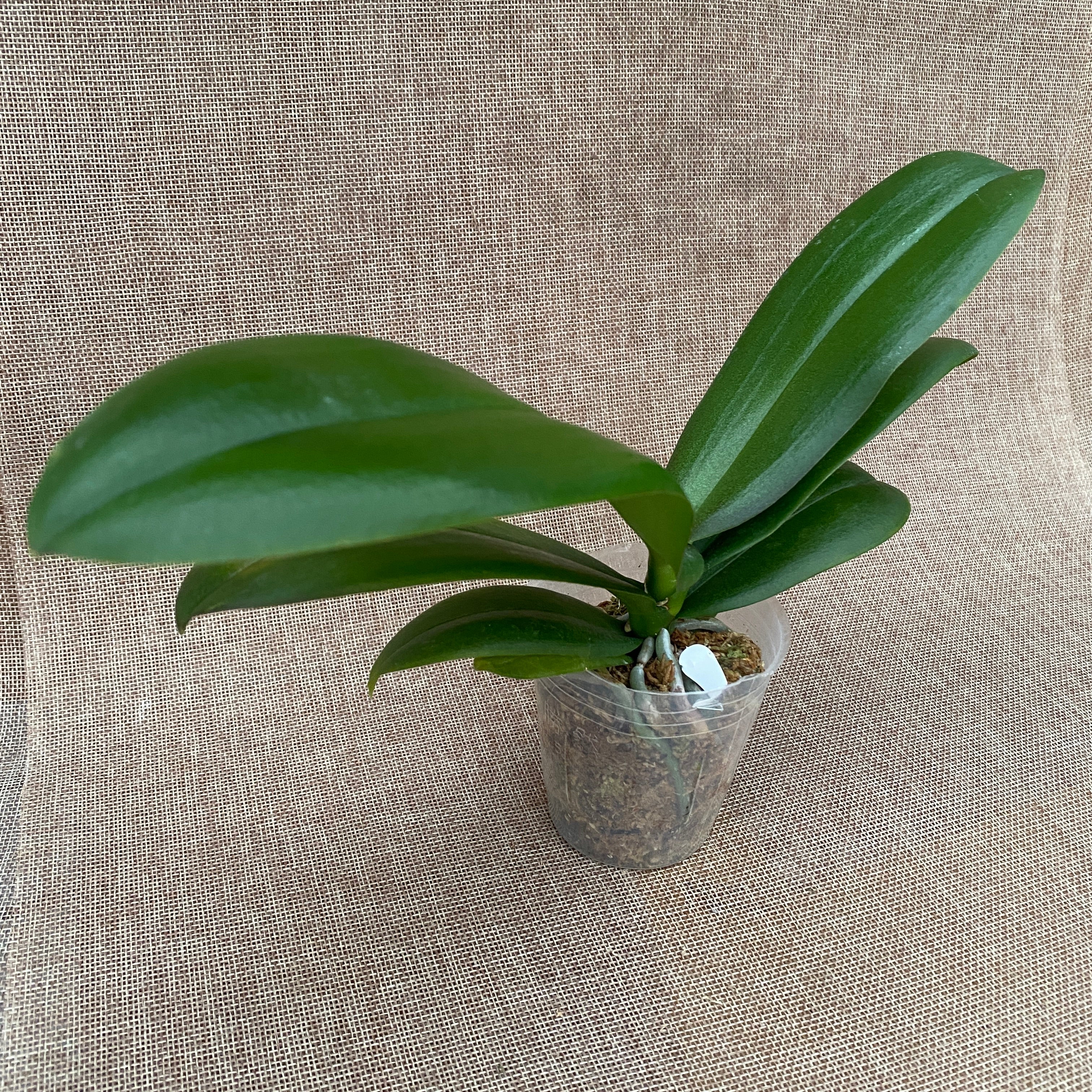 Phalaenopsis Gan Lin Pearl