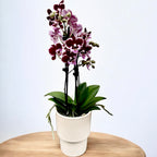 Phalaenopsis Lianher Happy Smile - big lip