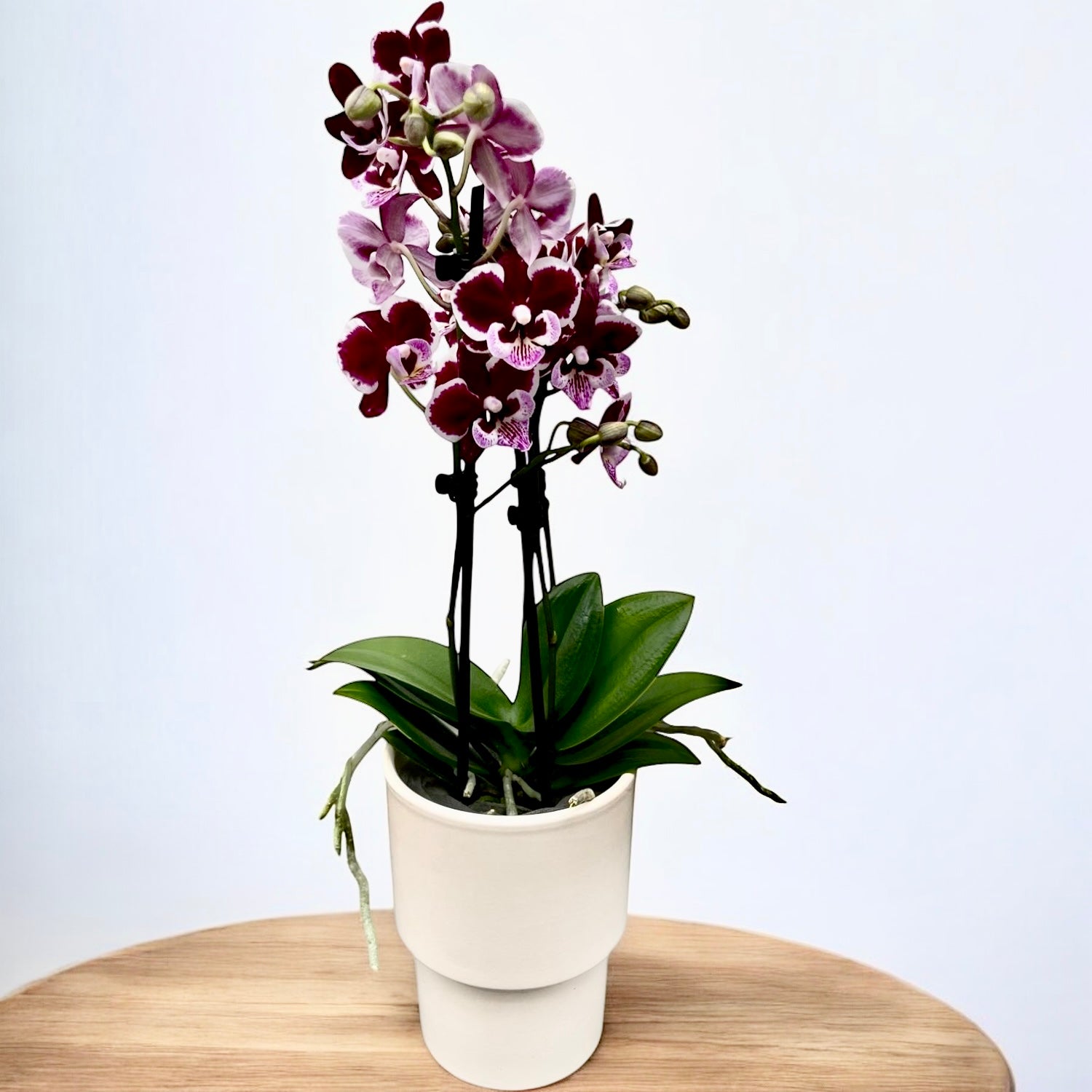 Phalaenopsis Lianher Happy Smile - grande labbro