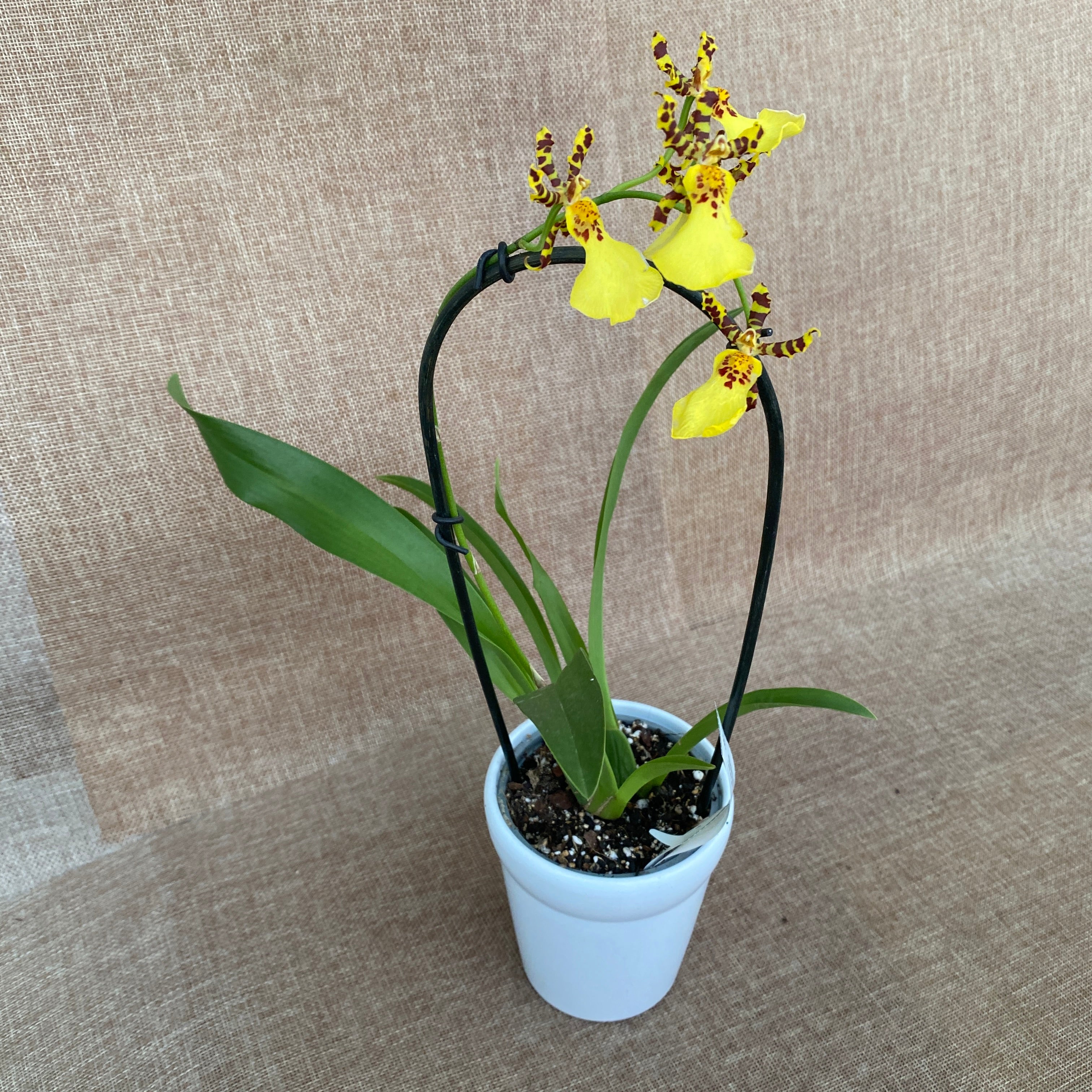 Oncidium splendidum