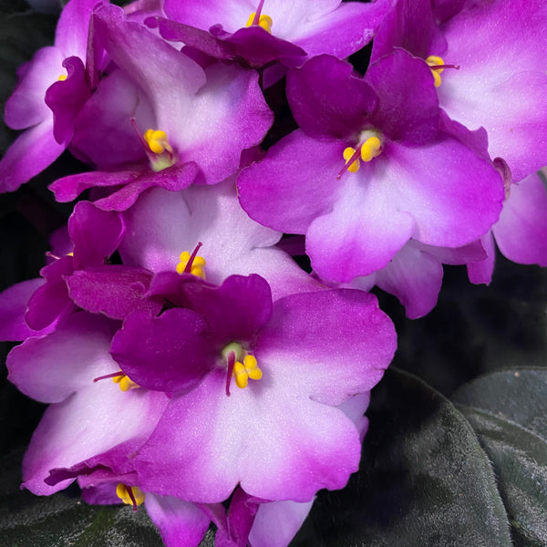 Saintpaulia Trendy Red - two-tone violets