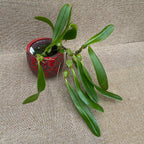 Bulbophyllum tremulum